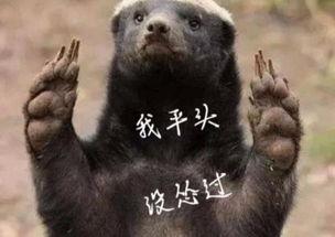 平头哥最新爆料  第1张